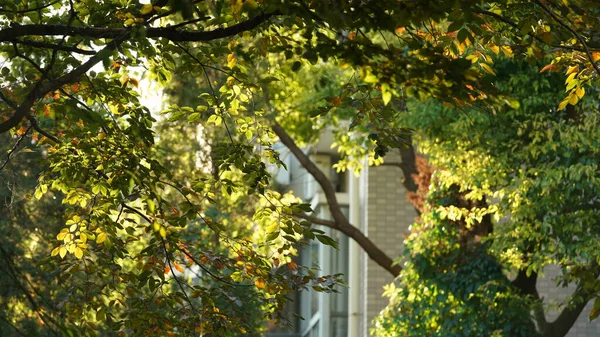Осенний Вид Город Красочными Осенними Листьями Деревьях Осенью — стоковое фото