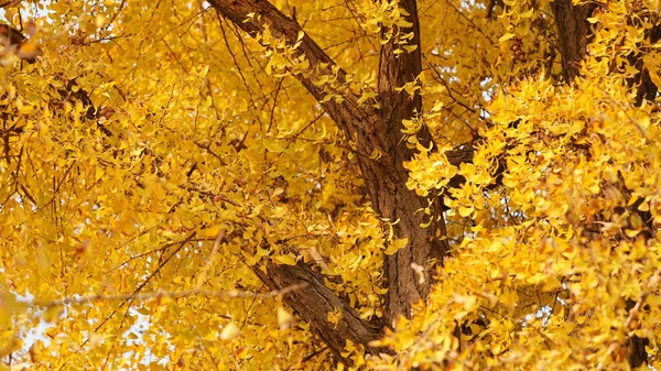 秋天的风景 在中国古老的寺庙里 黄叶遍地都是老树 — 图库照片