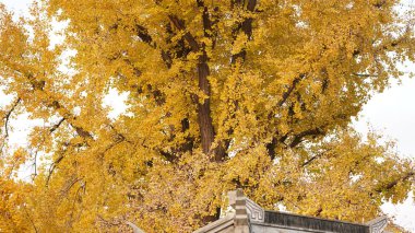 Eski bir Çin tapınağındaki sonbahar manzarası. Sarı yapraklar eski ağaçlarla dolu.