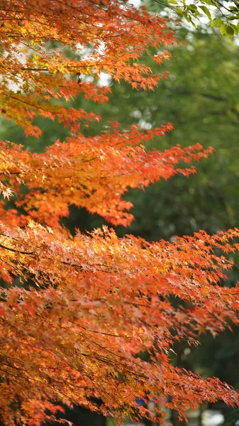 Beau Paysage Automne Avec Les Feuilles Automne Colorées Pleines Arbres — Photo