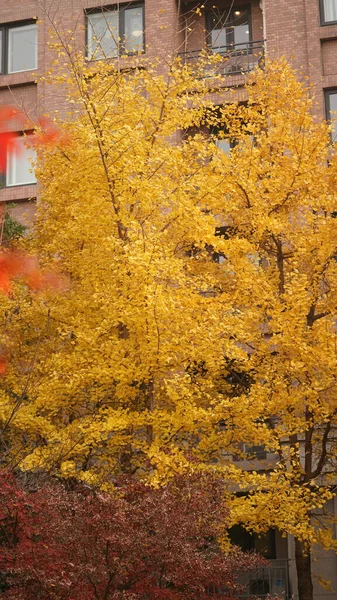 Beautiful Autumn Landscape Colorful Autumn Leaves Full Trees Autumn — Stock Photo, Image