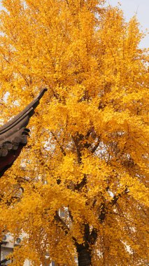Ağaçlarda sarı sonbahar yaprakları olan eski bir Çin tapınağı bahçesindeki güzel sonbahar manzarası.
