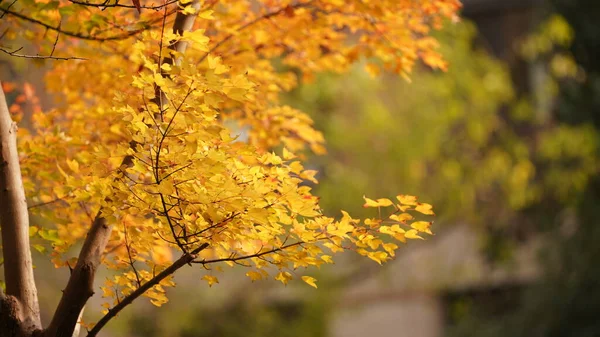 The beautiful autumn landscape in the yard in autumn