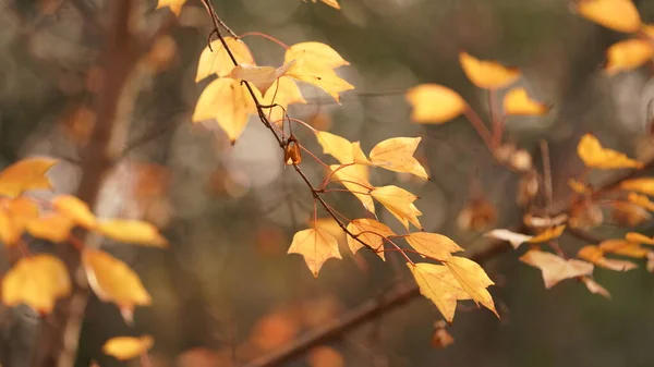 Beautiful Autumn Landscape Yard Autumn — Stock Photo, Image