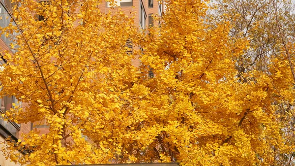 Piękny Jesienny Krajobraz Podwórku Jesienią — Zdjęcie stockowe