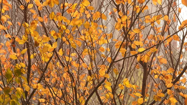 The beautiful autumn landscape in the yard in autumn