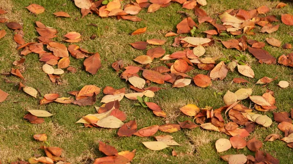 The beautiful autumn landscape in the yard in autumn