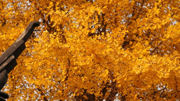 Piękny Widok Jesieni Jednym Starym Chińskim Dziedzińcu Świątyni Żółtym Jesienią — Zdjęcie stockowe