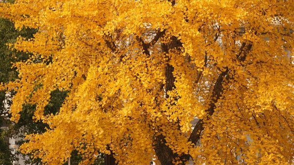 Красивый Осенний Вид Старый Китайский Двор Желтыми Осенними Листьями Деревьях — стоковое фото