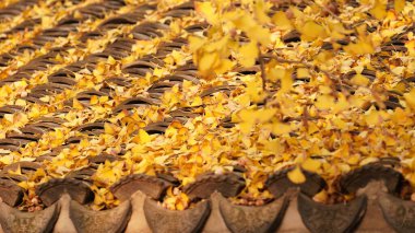 Ağaçlarda sarı sonbahar yaprakları olan eski bir Çin tapınağı bahçesindeki güzel sonbahar manzarası.