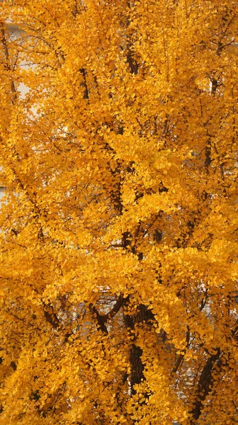 Hermoso Paisaje Otoñal Con Las Hojas Amarillas Del Otoño Como —  Fotos de Stock