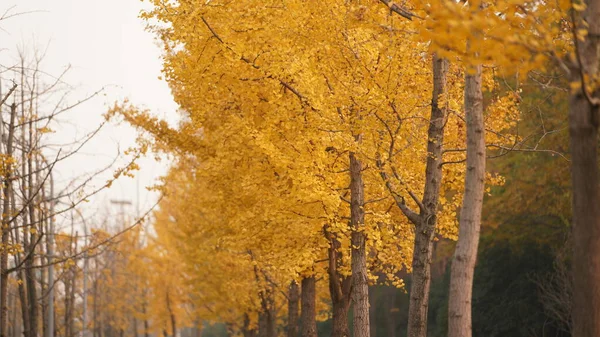 Hermoso Paisaje Otoñal Con Las Hojas Amarillas Del Otoño Como — Foto de Stock