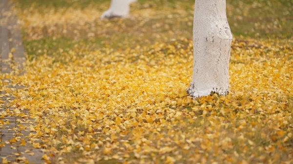 Piękny Jesienny Krajobraz Kolorowymi Jesiennymi Drzewami Lesie — Zdjęcie stockowe
