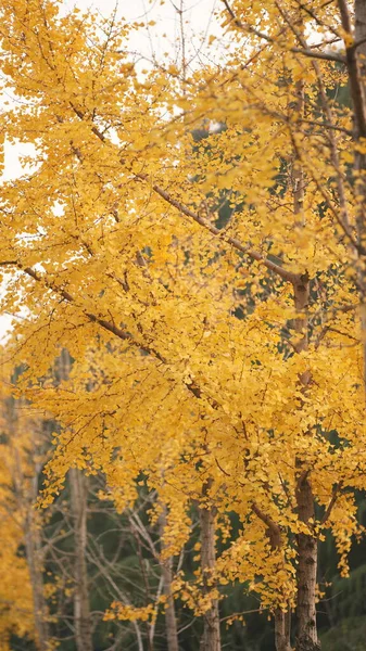 Het Prachtige Herfstlandschap Met Kleurrijke Herfstbomen Het Bos — Stockfoto