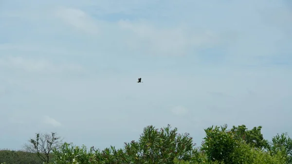 One bird flying over the green graas land under the sunny sky