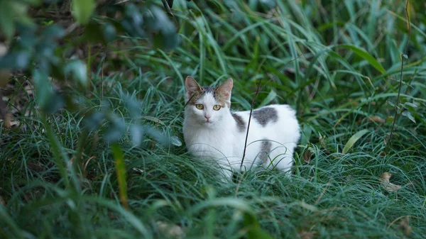 Eine Süße Kleine Katze Schaut Mich Auf Dem Grasland — Stockfoto