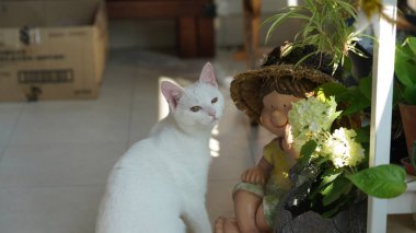 Öğleden sonra bahçede oynayan sevimli bir beyaz.