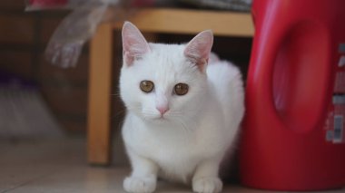 Koridorda güneş ışığıyla oynayan sevimli beyaz bir kedi.