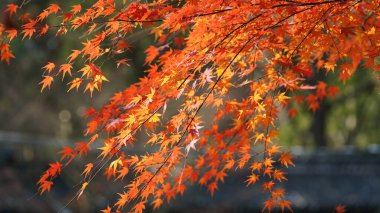 Ormandaki ağaçların üzerinde renkli sonbahar yapraklarıyla güzel sonbahar manzarası.