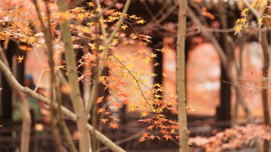 Güzel sonbahar manzarası rengarenk sonbahar yaprakları ve beyaz karla kaplıydı. 