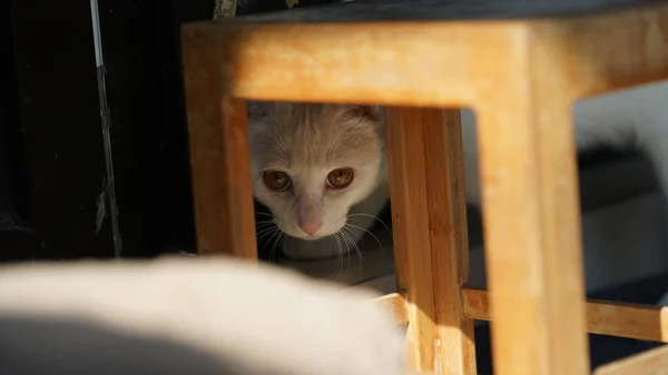 Gato Branco Bonito Brincando Quintal Com Luz Solar Quente — Fotografia de Stock