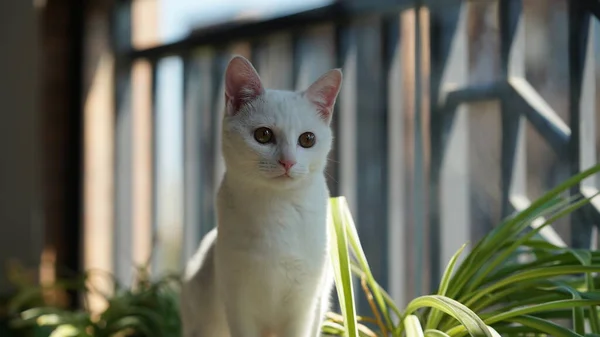 Jedna Roztomilá Bílá Kočka Hraje Chodbě Teplým Sluncem — Stock fotografie