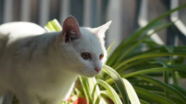 Söt Vit Katt Leker Korridoren Med Det Varma Solljuset — Stockfoto