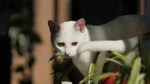 귀여운 고양이 마리가 햇빛을 받으며 복도에서 — 스톡 사진