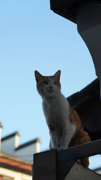 Gato Selvagem Sentado Olhando Redor Telhado — Fotografia de Stock