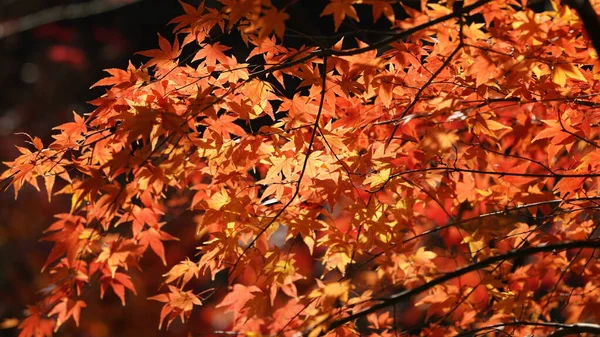 The red maple leaves full of the branches on the maple trees in autumn