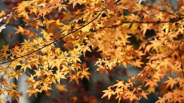 Bela Paisagem Outono Com Folhas Coloridas Outono Nas Árvores Floresta — Fotografia de Stock