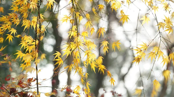Gyönyörű Őszi Táj Színes Őszi Levelek Fák Erdőben — Stock Fotó