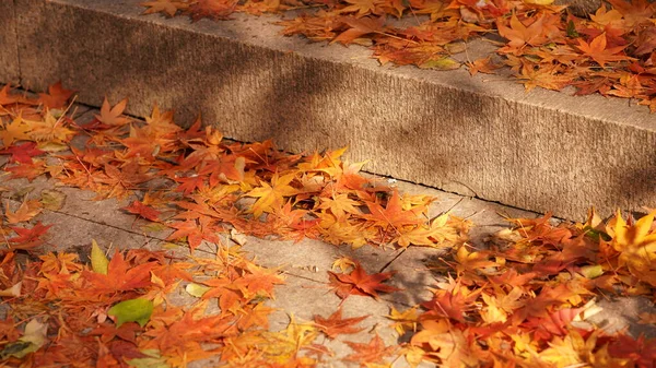 Piękny Jesienny Krajobraz Kolorowymi Jesiennymi Liśćmi Drzewach Lesie — Zdjęcie stockowe