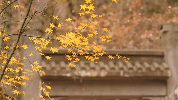 Die Schöne Herbstlandschaft Mit Den Bunten Herbstblättern Den Bäumen Wald — Stockfoto