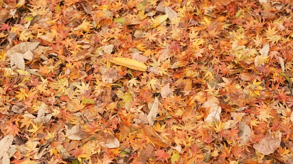 Suelo Completamente Cubierto Por Las Coloridas Hojas Otoño Durante Temporada —  Fotos de Stock