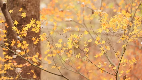 森の木々の上には色とりどりの紅葉が美しい秋の風景 — ストック写真