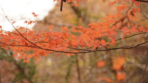 Beau Paysage Automne Avec Les Feuilles Automne Colorées Sur Les — Photo