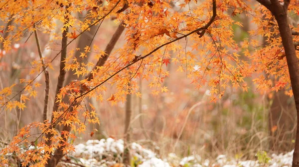 森の木々の上には色とりどりの紅葉が美しい秋の風景 — ストック写真