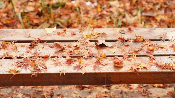 Solo Totalmente Coberto Pelas Folhas Coloridas Outono Durante Temporada Outono — Fotografia de Stock
