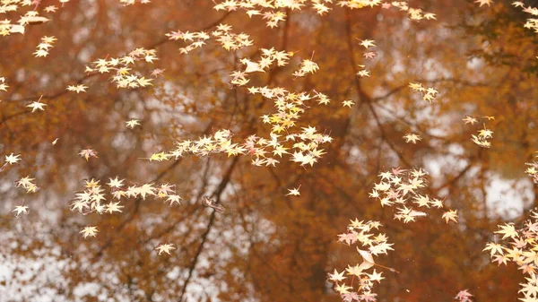 紅葉に覆われた美しい水面は秋に紅葉します — ストック写真