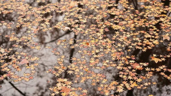 Красивый Вид Водную Гладь Покрытый Цветными Осенними Листьями Клена — стоковое фото