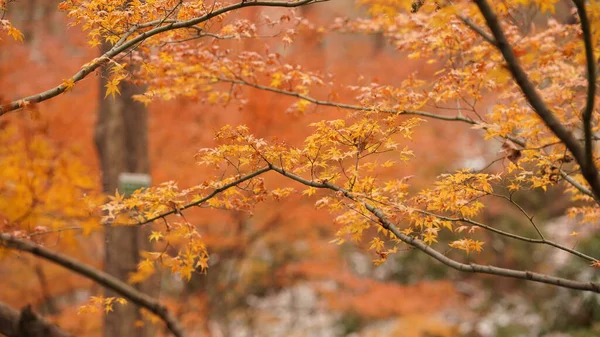 Het Prachtige Herfstlandschap Het Bos Met Kleurrijke Herfstbladeren Aan Bomen — Stockfoto