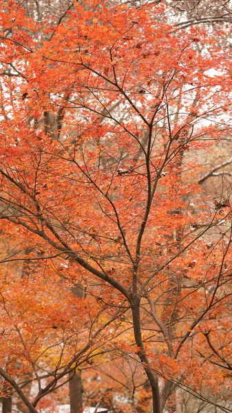 Bela Paisagem Outono Floresta Com Folhas Coloridas Outono Nas Árvores — Fotografia de Stock