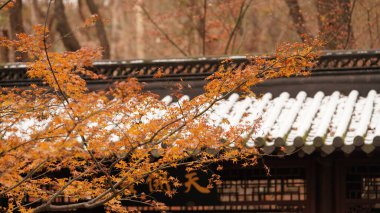 Güzel sonbahar manzarası rengarenk sonbahar yaprakları ve beyaz karla kaplıydı. 