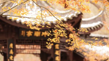 Güzel sonbahar manzarası rengarenk sonbahar yaprakları ve beyaz karla kaplıydı. 