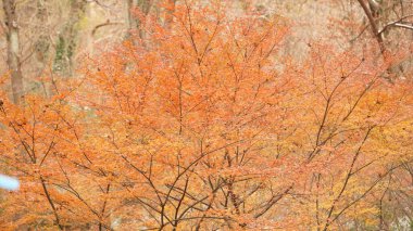 Ağaçların üzerinde renkli sonbahar yapraklarıyla ormandaki güzel sonbahar manzarası