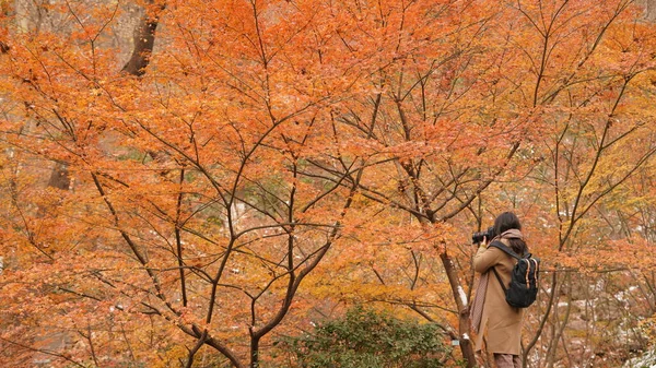美丽的秋天 森林里的风景 树上挂着五彩缤纷的秋叶 — 图库照片