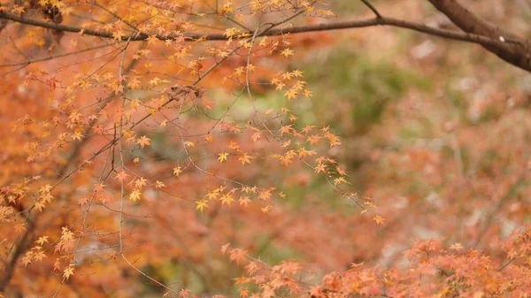 Ağaçların Üzerinde Renkli Sonbahar Yapraklarıyla Ormandaki Güzel Sonbahar Manzarası — Stok fotoğraf