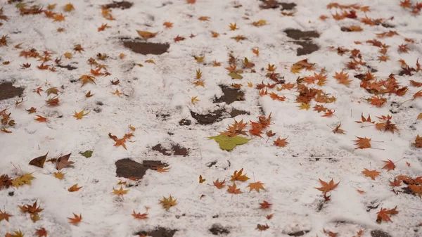 Det Vackra Höstlandskapet Täckt Färgglada Höstlöv Och Vit Snö — Stockfoto
