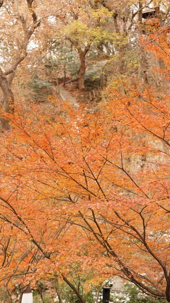 Die Schöne Herbstlandschaft Wald Mit Den Bunten Herbstblättern Den Bäumen — Stockfoto